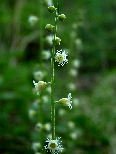 {Mitella diphylla}